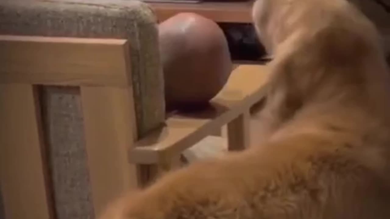 TRY NOT TO LAUGH 😆 Best Funny Videos Compilation 😂😁😆