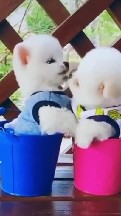 Baby Dogs - Cute and Funny Dog Videos Compilation । Cute Puppy Lovers