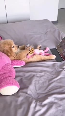 Learned from owner? 😂😂😂