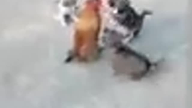 Chicken v dog fight || funny dog fight video