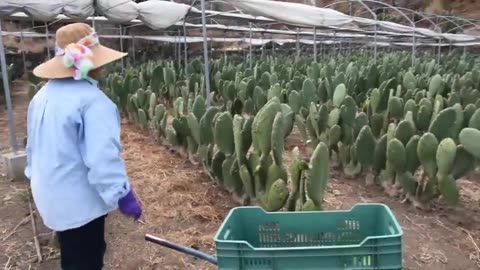 Millions of Nopal Cactus Harvesting 🌵 - Nopal Cactus Cultivation - Cactus Farming and Harvest