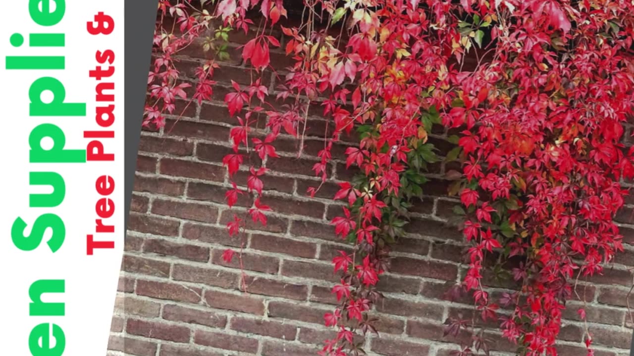 QAUZUY GARDEN Seeds- 100 Virginia Creeper Parthenocissus Quinquefolia Seeds | #gadgets | #shorts