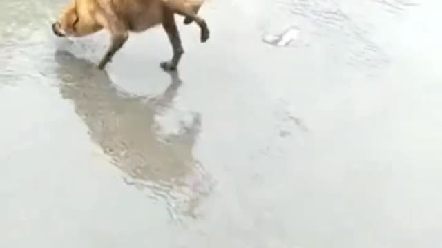 A dog that walks on two legs