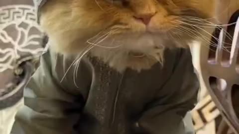 Cute and funny cat video.