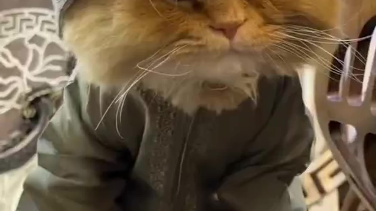 Cute and funny cat video.
