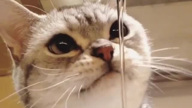 Aihao cat