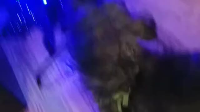 Bad dog