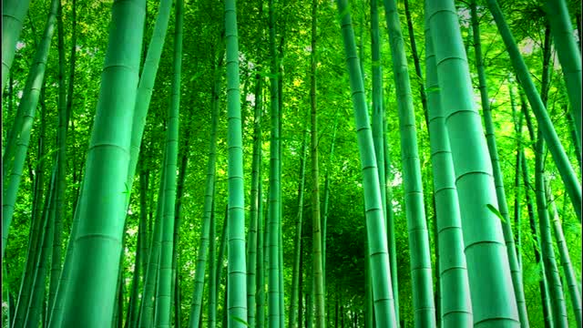 Beautiful Bamboo Forest