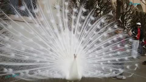 Handsome white peacock