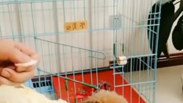 Funny Dog