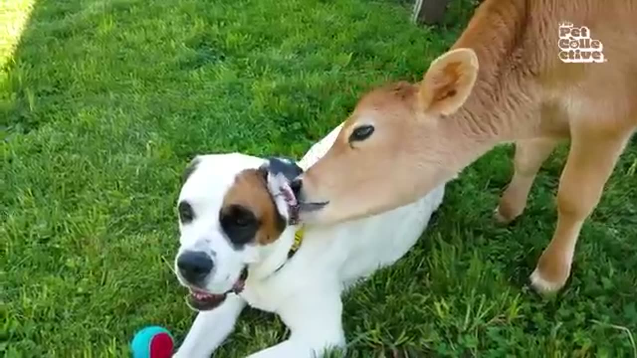 Funniest_Farm_Animals(360p)