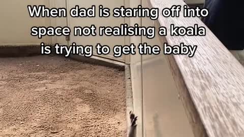 Omg! Has anyone seen a koala do this before