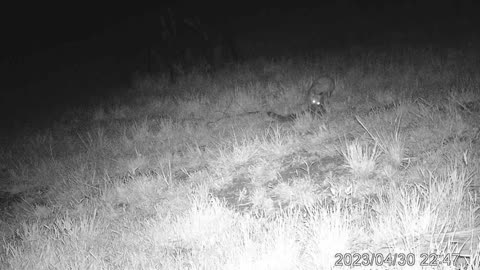 Fox draging dead racoon around