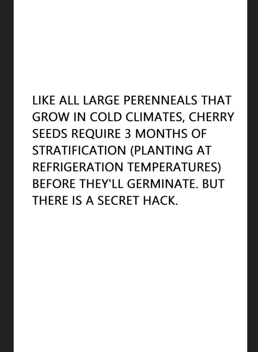How to Germinate Cherry Seeds