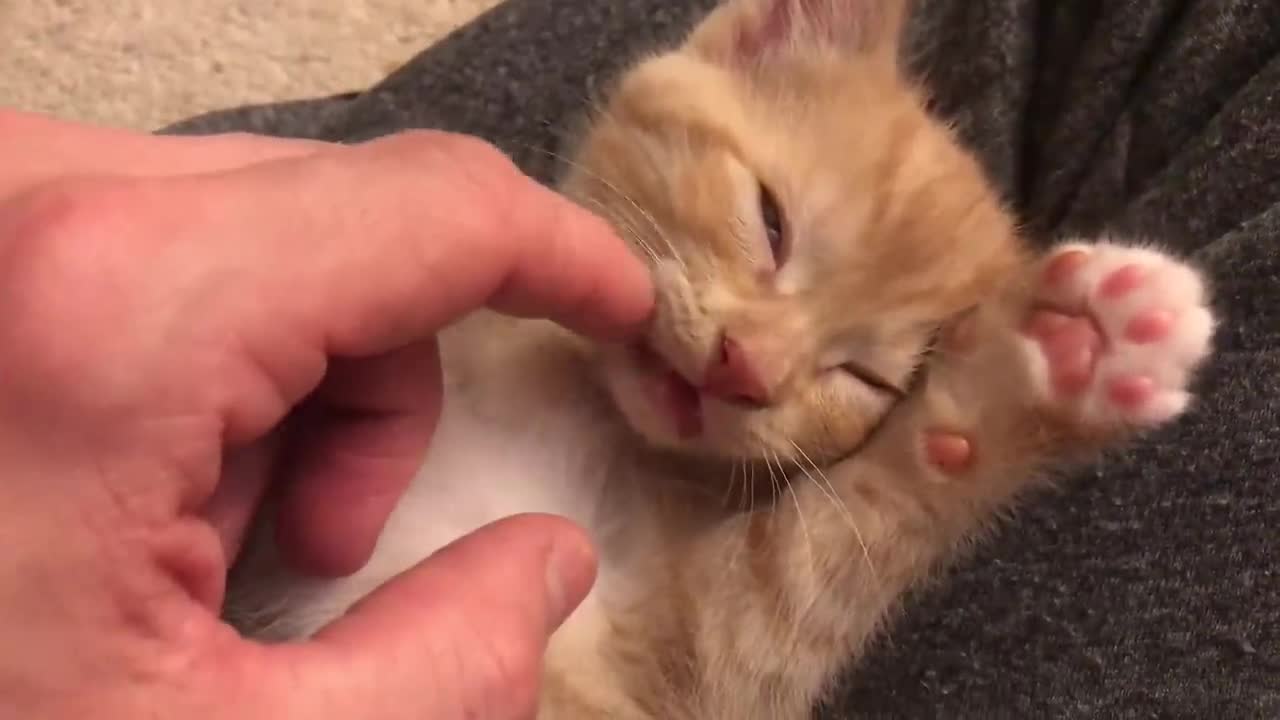 Kitten Oliver Sleeping