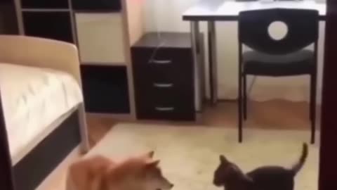 Very nice 👌 dog and cat funny video