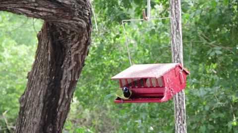 The birds were free in the woods, singing to their hearts' content.