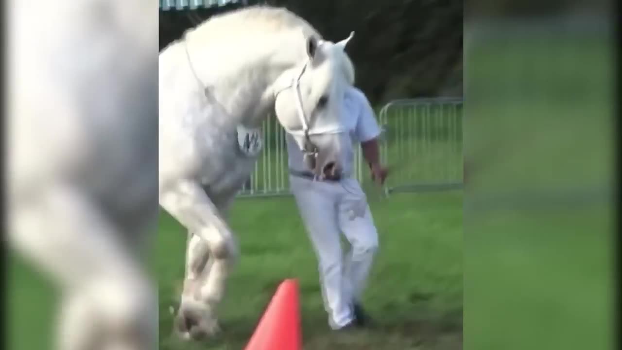 20 Most Beautiful Horses In The World
