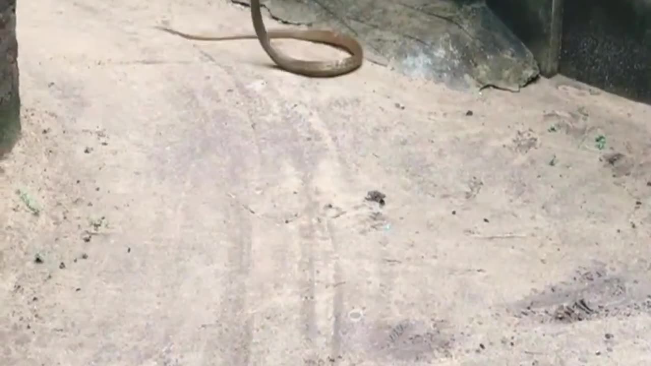 The mongoose fight against the big snake #thatmont Mongoose vs Big snake fight