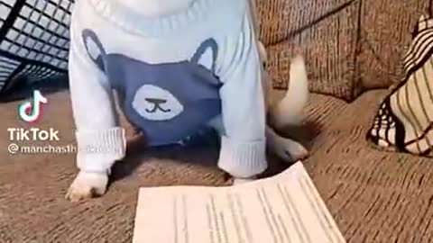 🤣 Funniest 🐶 Dogs - Awesome Funny Pet Animals Videos 😇 #short