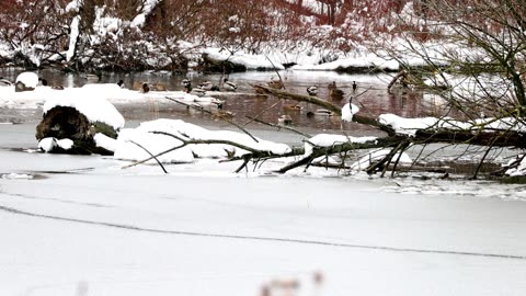 Ducks Playing in the Lake