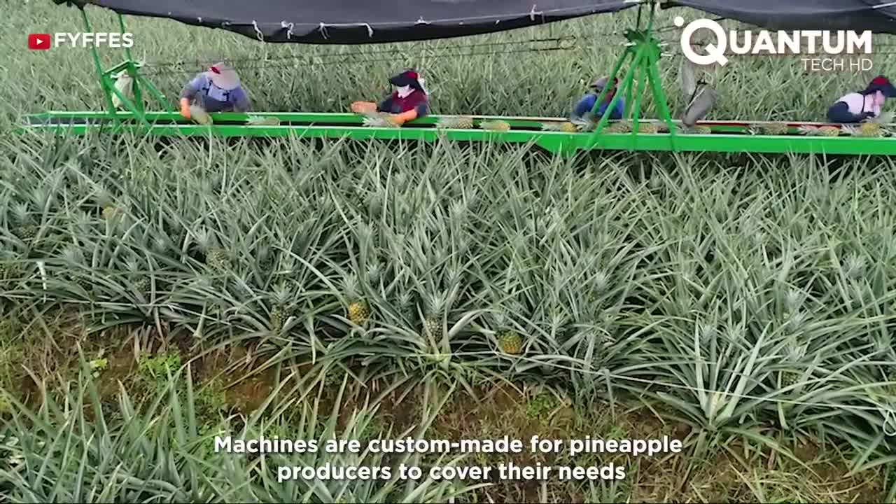 Harvesting the Most Delicious Pineapples in the World | Exotic Fruit Plantation