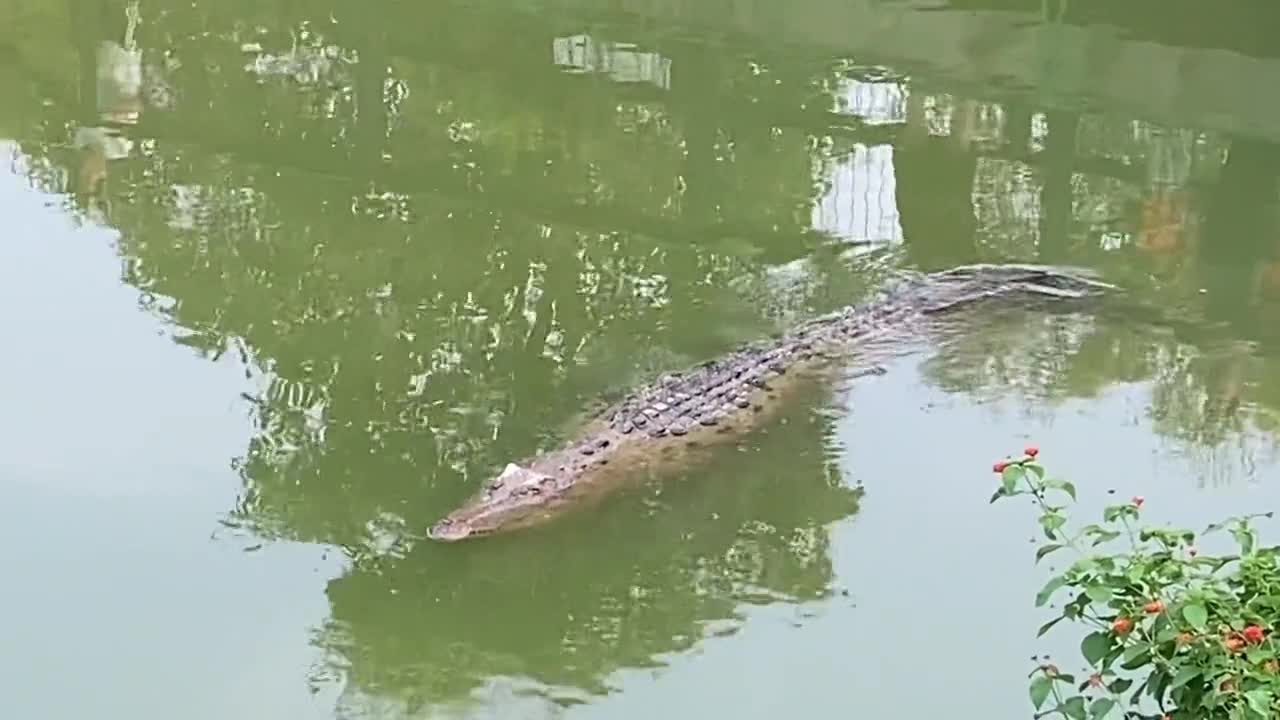 crocodile