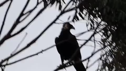 The biggest wing span of all Eagles at 2.8m