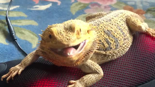 Bearded Dragon Enjoys Back Massager