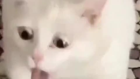 Cat funny moments 😀😀😂😂