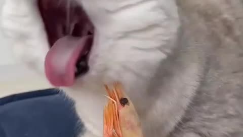 Naughty cats