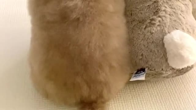 2023 isn't she lovely #틱톡 #tiktok #foryou #fyp #pet #meme #멍때리기챌린지 #킴미소 #반려동물 #dog