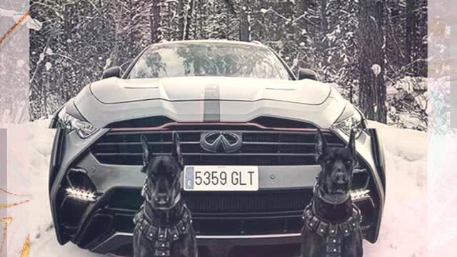 Dogs vs Car