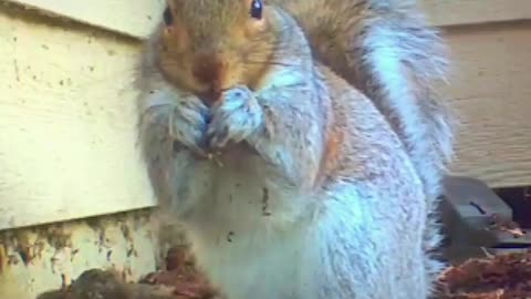 Squirrel Looks Directly at You and Holds Up Food to Nibble in Clear Video