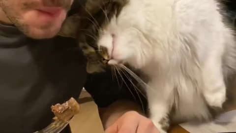 Cat Asks For Human's Food