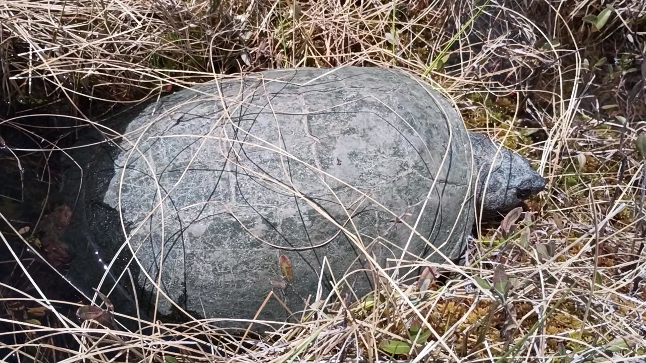 Snapping Turtle