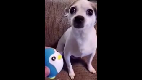 FUNNY DOG