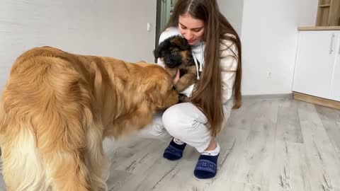 Golden Retriever Meets New Puppy _ Emotional Dog Reaction