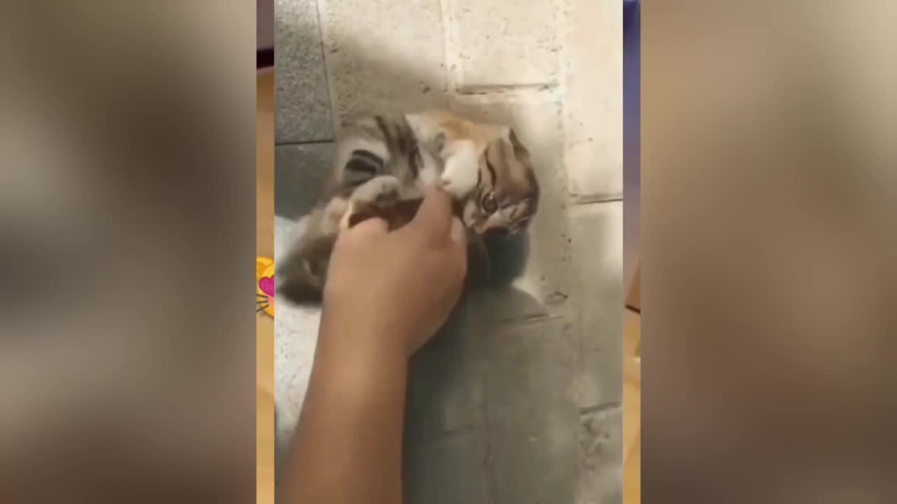 When the cat laughs