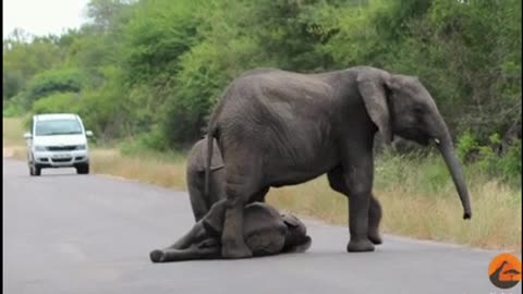 🔥 Tired baby elephant doesn't want to walk any further. Gets encouragement from the herd