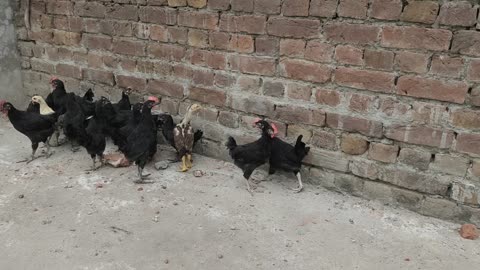 Poultry forming in pakistan