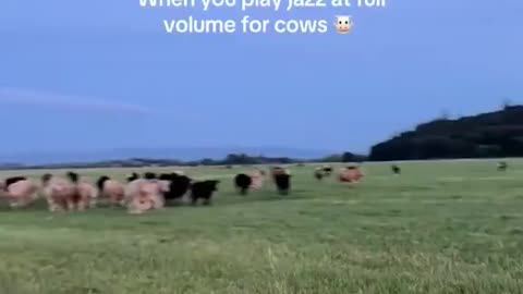 Cows Love Jazz