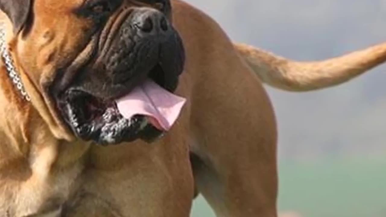 How Dangerous Is It to own A Bullmastiff