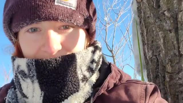 Atlas the mink enjoys a below 0°f winter walk!