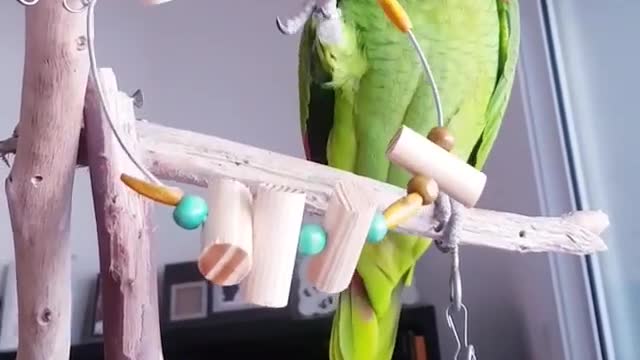 beautiful parrot plays at home