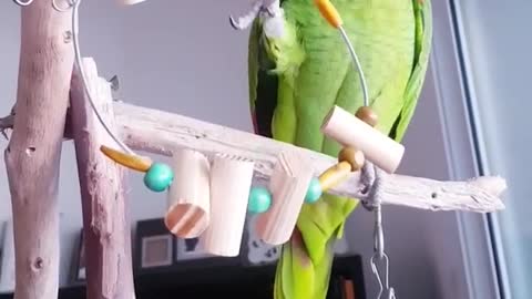 beautiful parrot plays at home