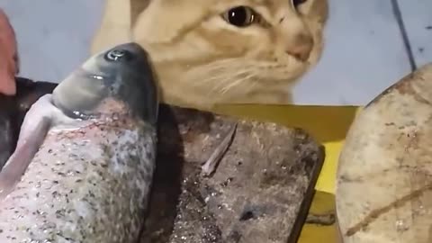 The cat is a thief #fish #cats #cat #animals #pets #reels