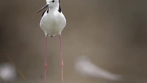 white headed stilt #wildlifephotography #wildlife #wildlifephotographer #photographerindonesia