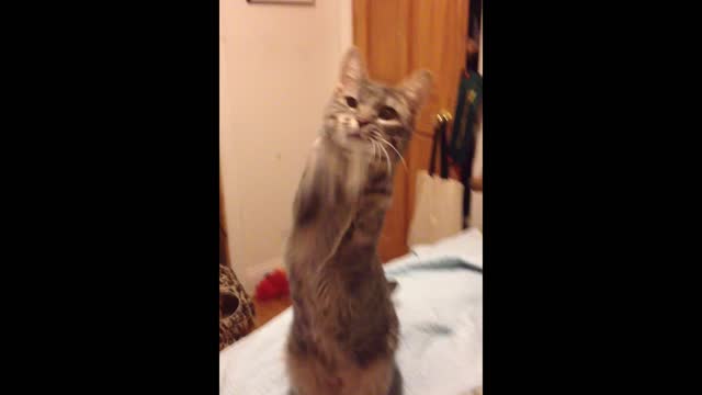 Rescue cat waves at owner for first time