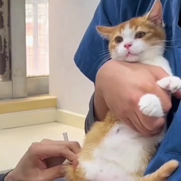 Funny reaction of a cat to give an injection 💉#trending #shorts